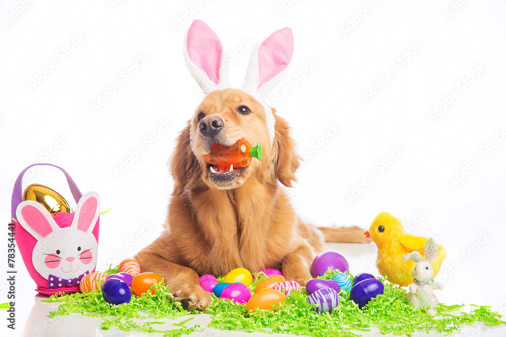 easter bunny dog