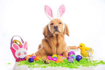 easter bunny dog