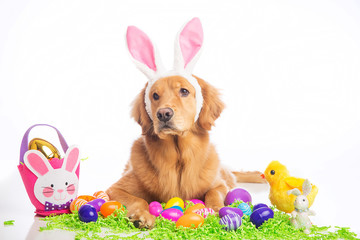 easter bunny dog