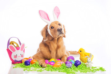 easter bunny dog