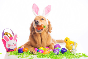 easter bunny dog