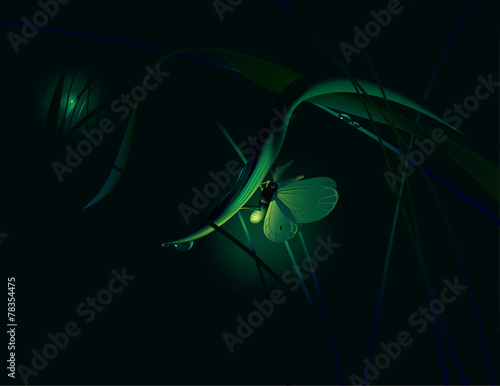 Moth at night