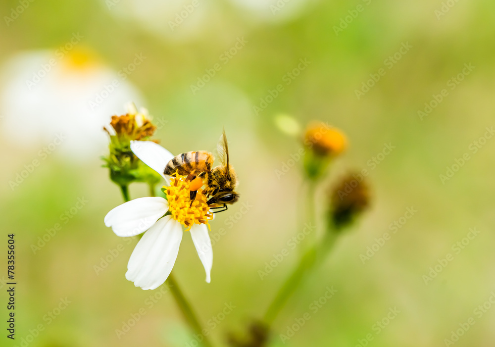 bee eat pollen of flower bee eat pollen of flower
