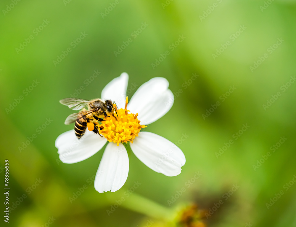 bee eat pollen of flower bee eat pollen of flower