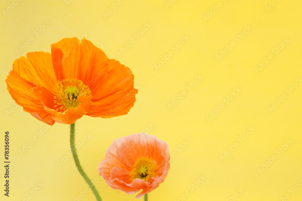 Naklejka premium ポピー