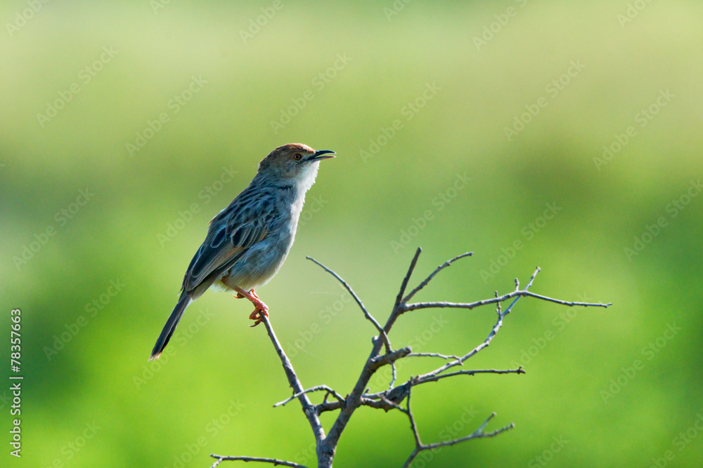Fototapeta premium Winding cisticola
