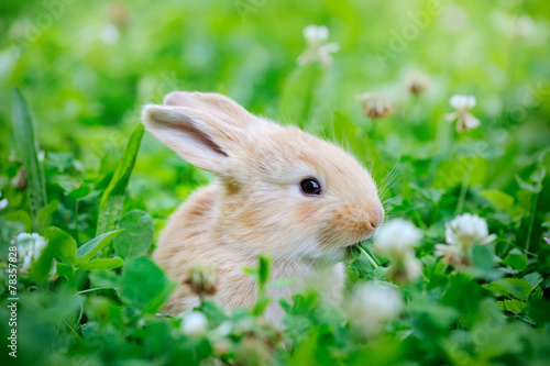 Little rabbiti on green grass
