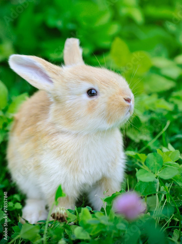Little rabbiti on green grass