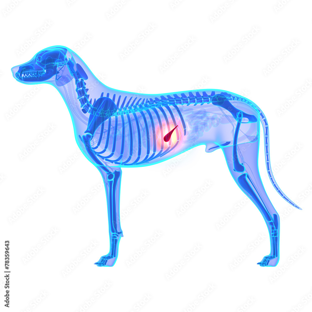 Obraz premium Dog Pancreas - Canis Lupus Familiaris Anatomy - isolated on whit