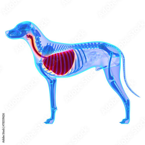 Fototapeta Naklejka Na Ścianę i Meble -  Dog Thorax / Lungs Anatomy - Canis Lupus Familiaris Anatomy - is