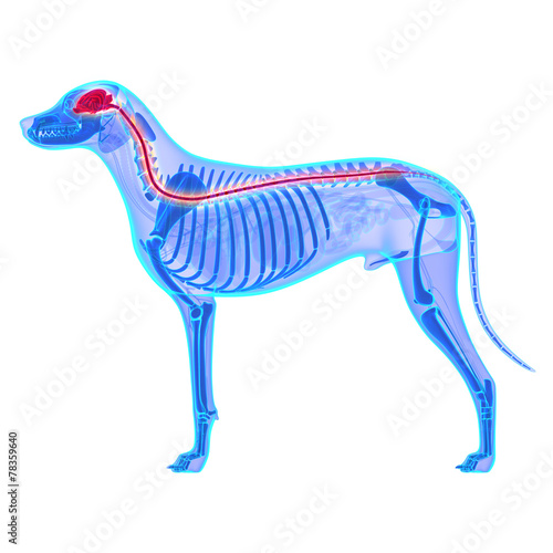 Fototapeta Naklejka Na Ścianę i Meble -  Dog Nervous System - Canis Lupus Familiaris Anatomy - isolated o
