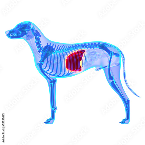 Fototapeta Naklejka Na Ścianę i Meble -  Dog Liver - Canis Lupus Familiaris Anatomy - isolated on white
