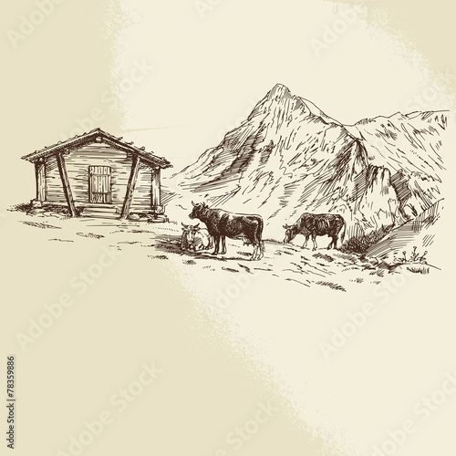 cows in mountains