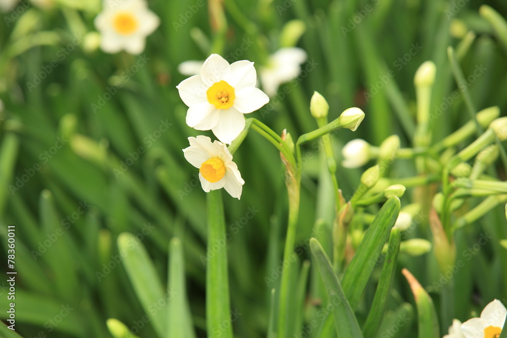 chinese new year decoration plants daffodil flowers chinese new year decoration plants daffodil flowers