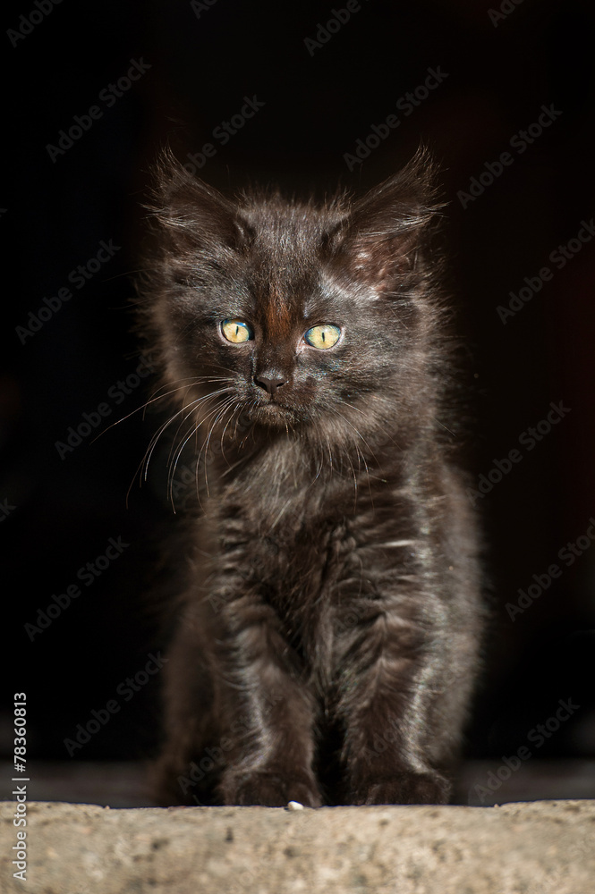 Adorable little black kitten