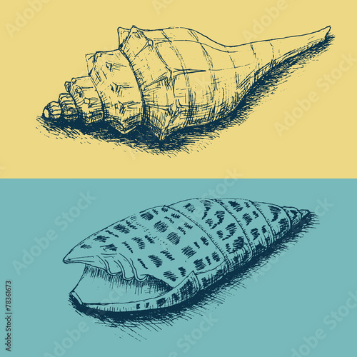 Set of hand-drawn sea shells