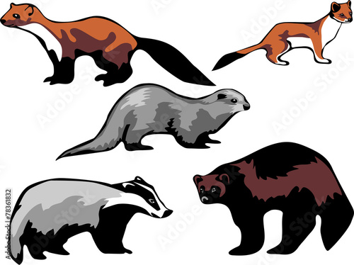 european mustelidae - marten, badger