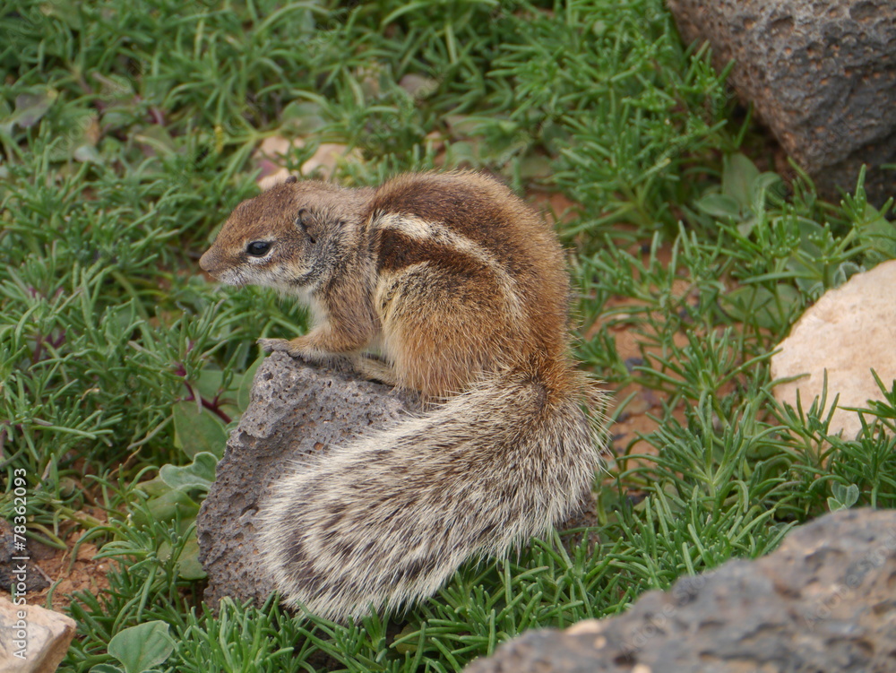 Fototapeta premium Barbary ground squirrel on Fuerteventura