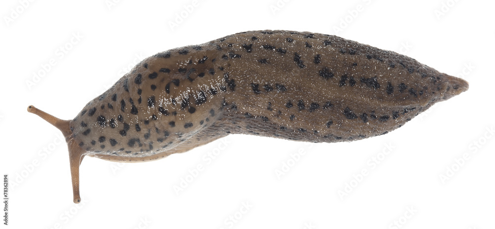 Obraz Leopard slug, Limax maxius isolated on white background