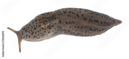 Leopard slug, Limax maxius isolated on white background