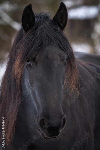 Portrait beauty friesian horse in winter