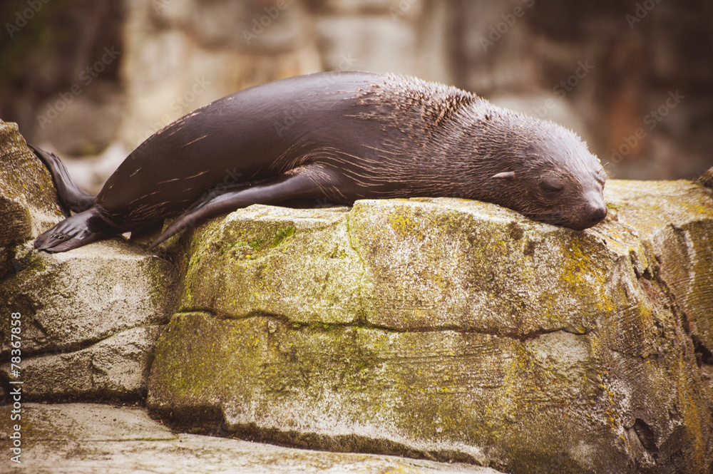 Fototapeta premium Lazy sea lion sleeping on a rock