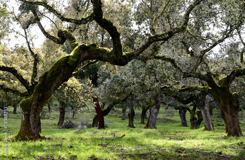 landscape with holm oaks trees photo