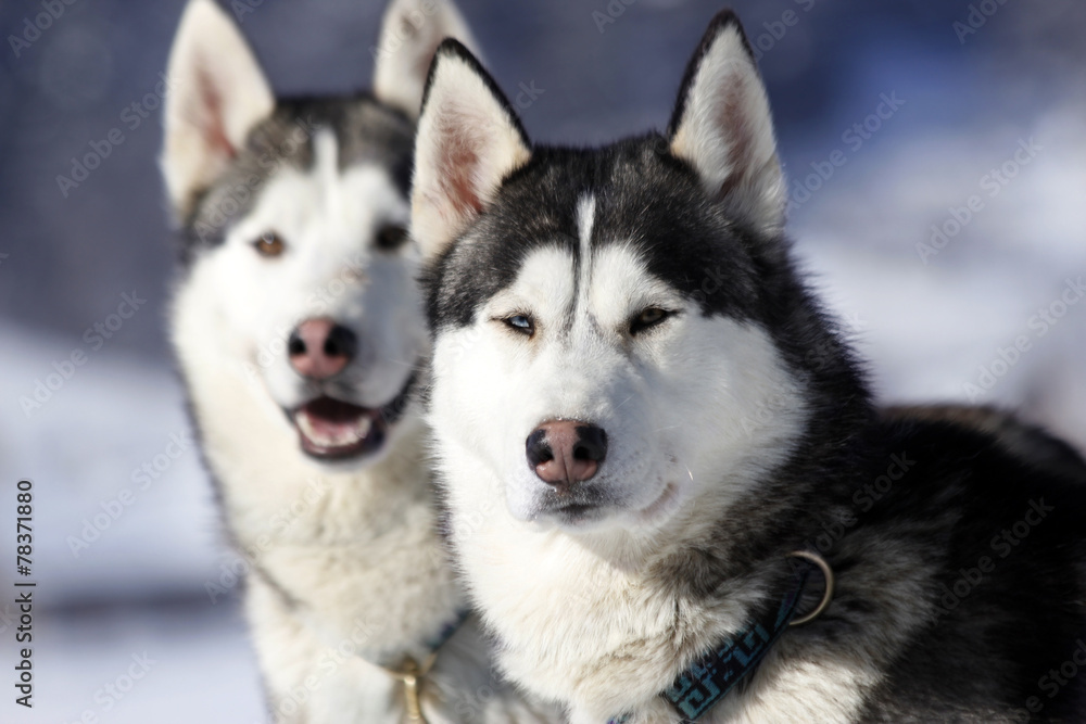 siberian husky