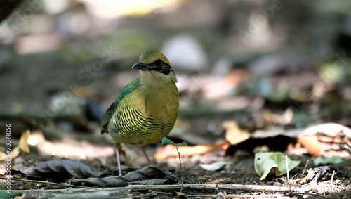 Bar-bellied Pitta (Hydrornis elliotii) in Vietnam photo