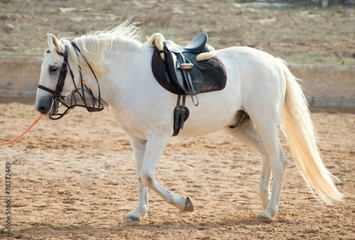 Saddled white pony at training.
