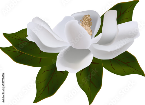 magnolia bloom on green leaves
