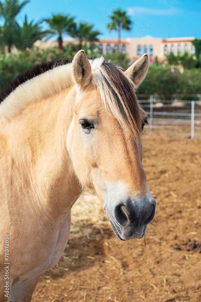 Portrait of horse in the paddock.