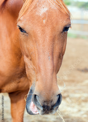 Portrait of horse in the paddock.