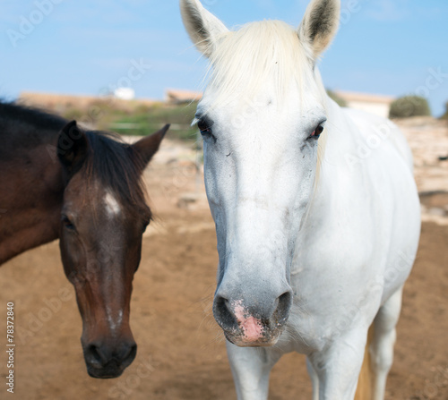 Portrait of horses in the paddock.