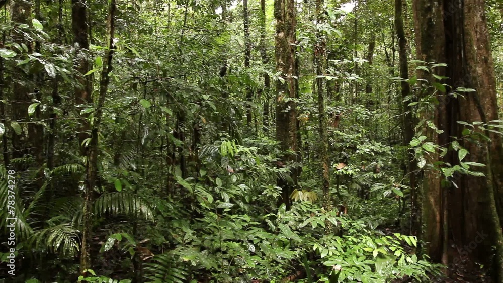 Giant tree in tropical rainforest, Ecuador Giant tree in tropical rainforest, Ecuador