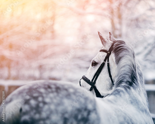 Portrait of a gray sports horse in the winter