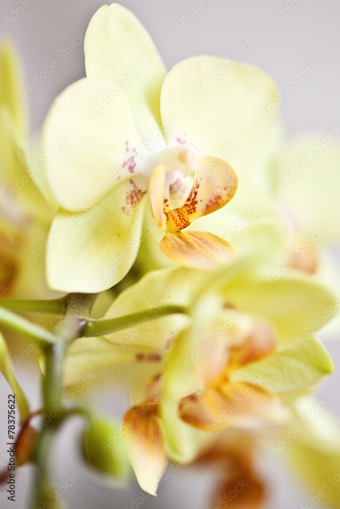 Fototapeta premium Macro of orchid in bloom