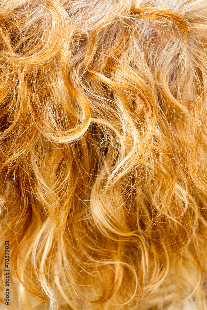 cheveux avec mèches blond-miel Photos | Adobe Stock