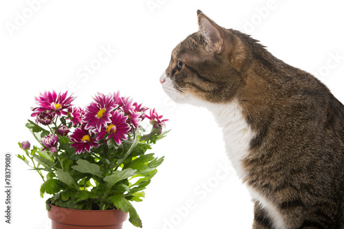 Grey cat and a bouquet of chrysanthemums