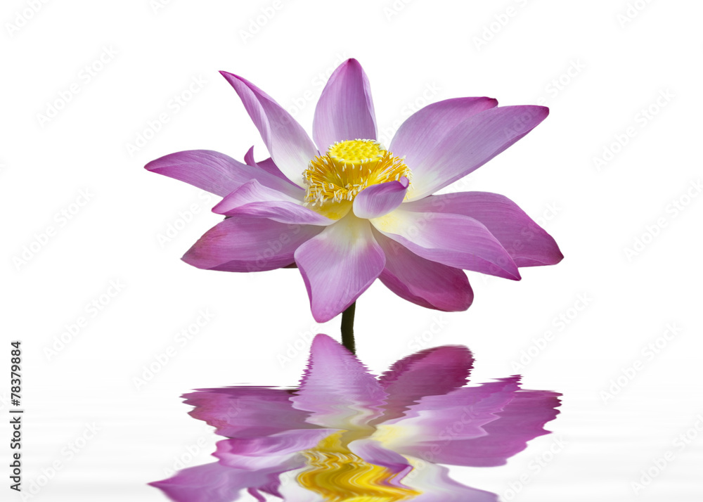 Obraz premium Beautiful lotus flower and reflection.