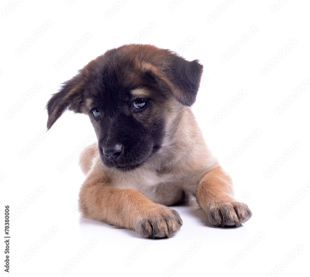 chocolate puppy dog is sitting on white background