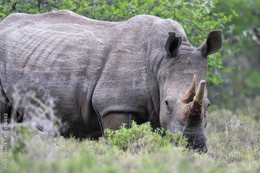 Breitmaulnashorn (Ceratotherium simum) Breitmaulnashorn (Ceratotherium simum)