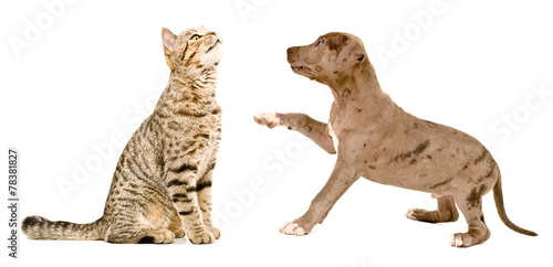 Scottish Straight cat sniffing a pit bull puppy