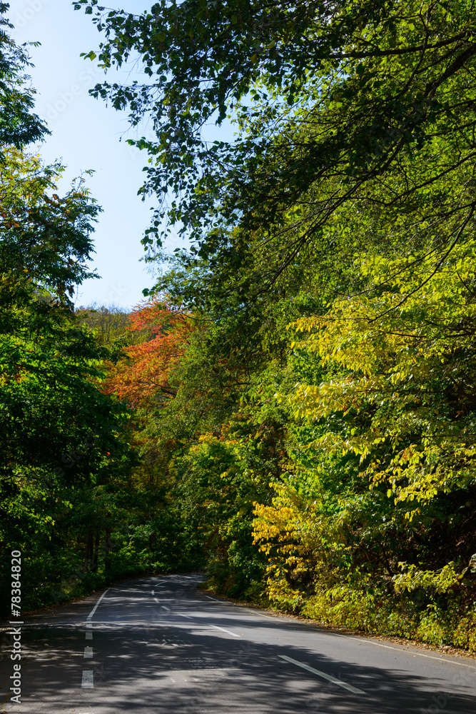 Obraz premium National Highway through the forest