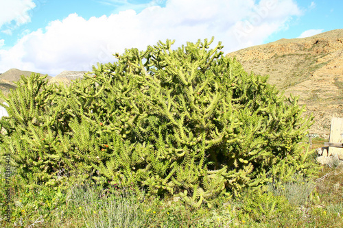 plante cylindropuntia photo