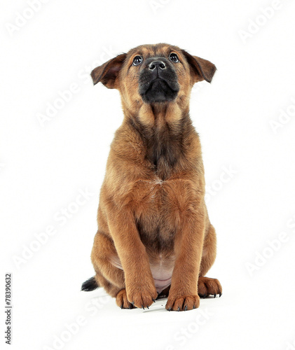 Cute puppy isolated on white