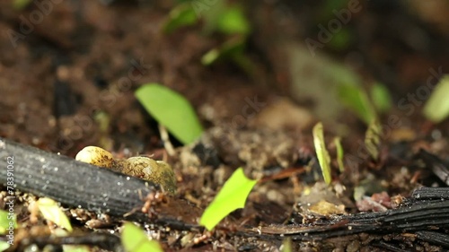 Leaf cutter ants (Atta sp.) in the rainforest, Ecuador photo
