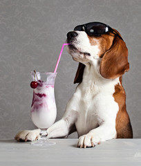dog in sunglasses drink cocktail