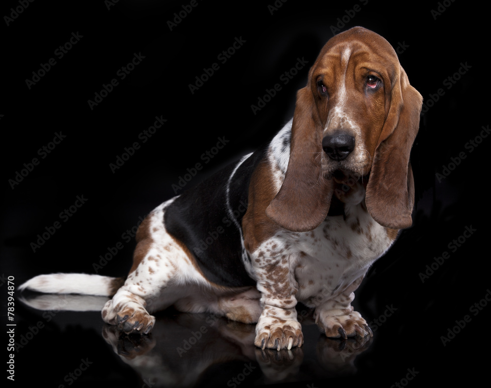 Basset Hound Basset Hound