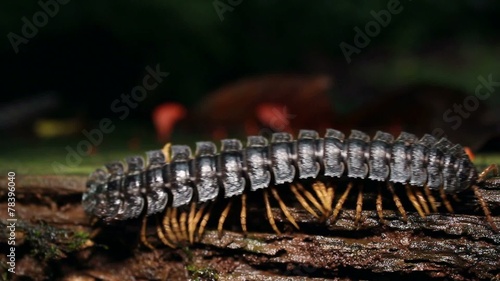 Giant Flat-backed millipede (Polydesmidae), Ecuador photo